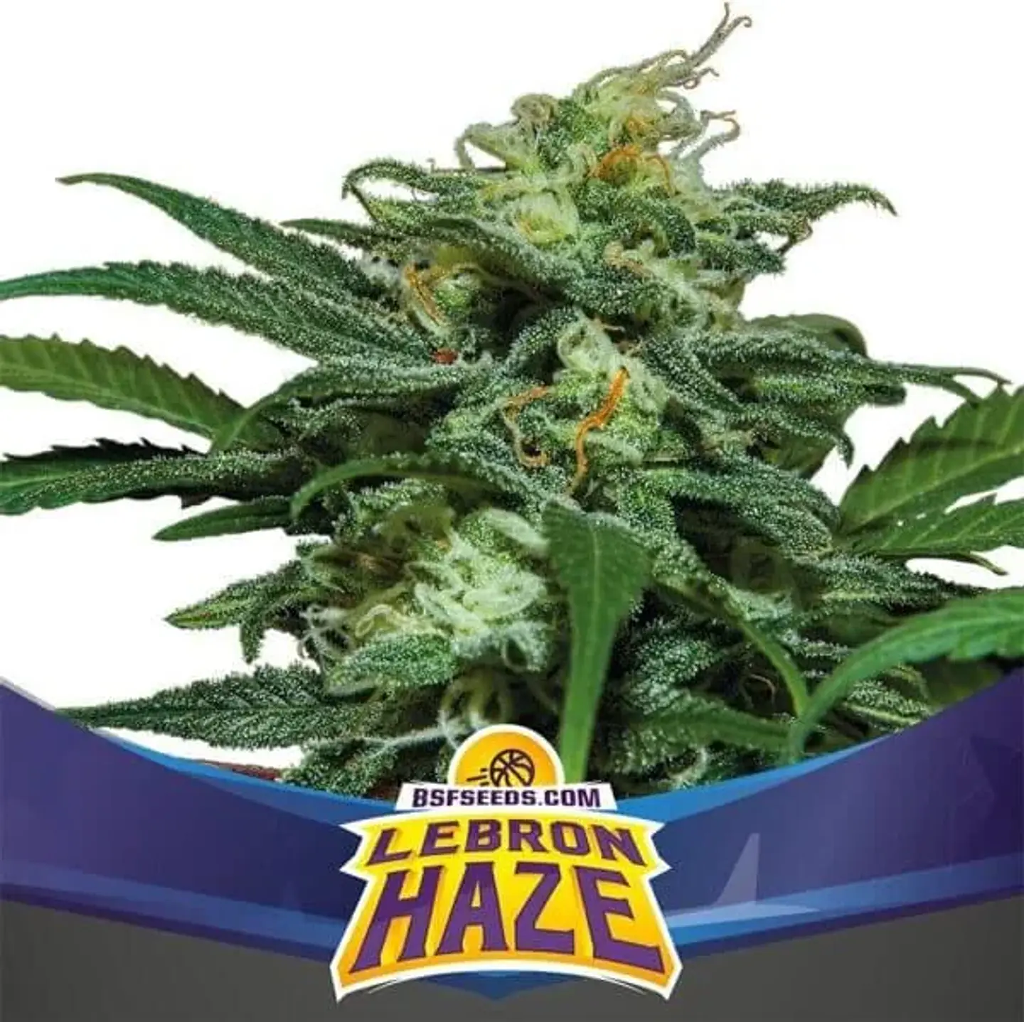 Lebron Haze XXL Auto (X2 / X4 / X12) -BSF 2
