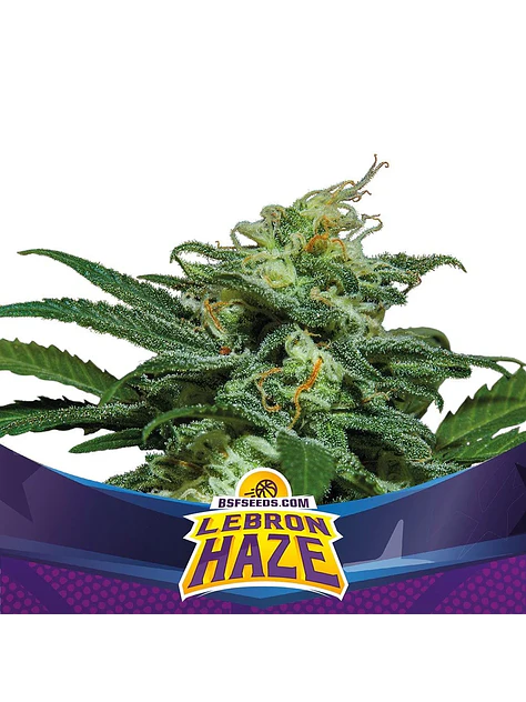 Lebron Haze Xxl Auto -Bsf (X12/X4/X2) 3