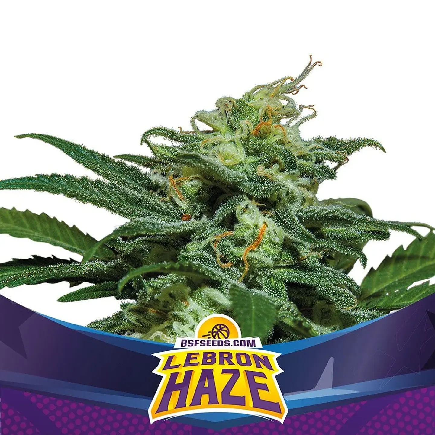 Lebron Haze XXL Auto (X2 / X4 / X12) -BSF 3