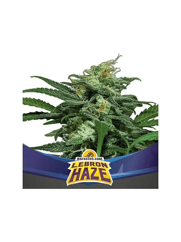 Lebron Haze Xxl Auto X12-Bsf 5