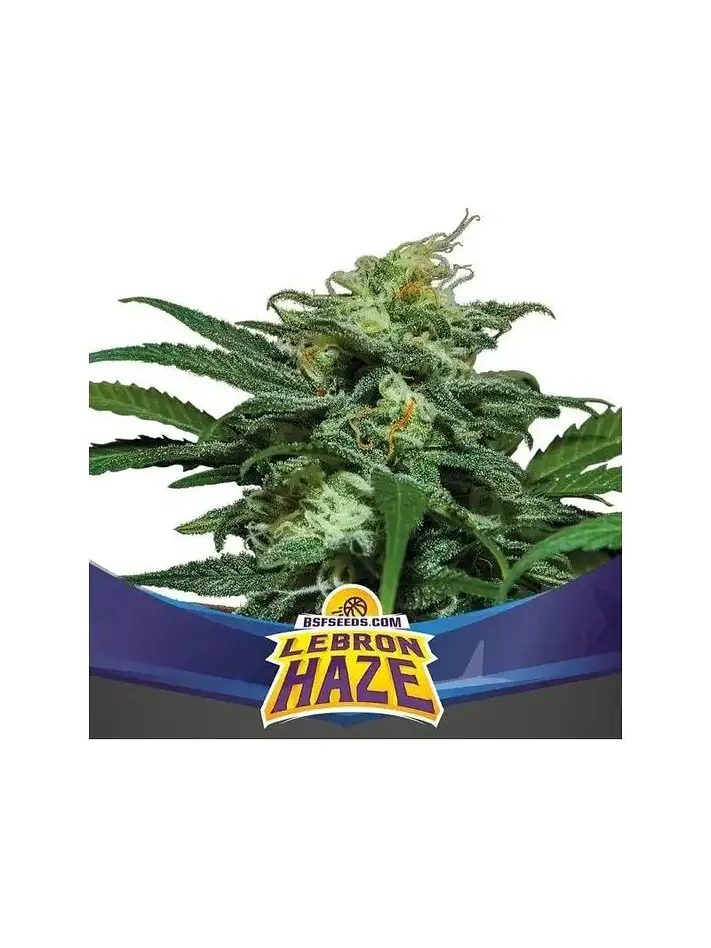 Lebron Haze Xxl Auto -Bsf (X12/X4/X2) 5