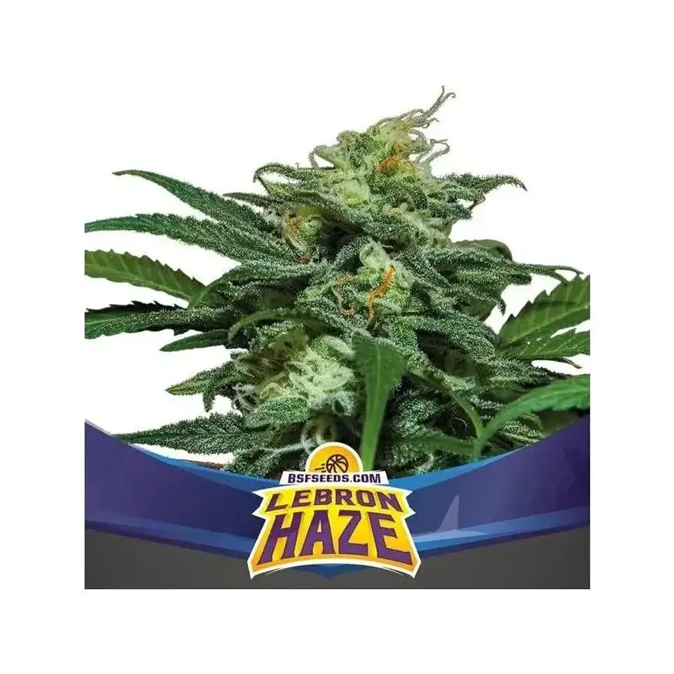 Lebron Haze XXL Auto (X2 / X4 / X12) -BSF 5