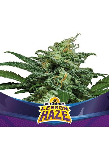 Lebron Haze Xxl Auto X12-Bsf 4