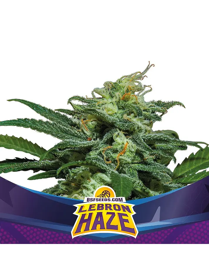 Lebron Haze Xxl Auto -Bsf (X12/X4/X2) 4