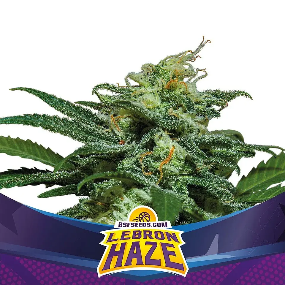 Lebron Haze XXL Auto (X2 / X4 / X12) -BSF 4