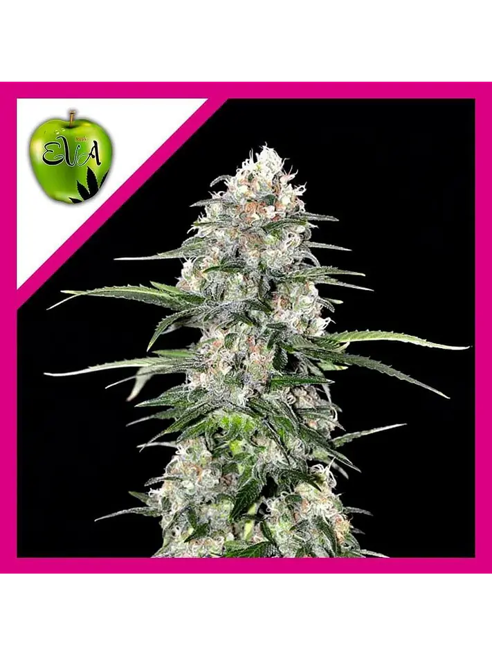 Jamaican Dream Fem - Eva Seeds (X100/X3+1) 2