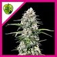 Jamaican Dream Fem - Eva Seeds (X100/X3+1) - Miniatura 2