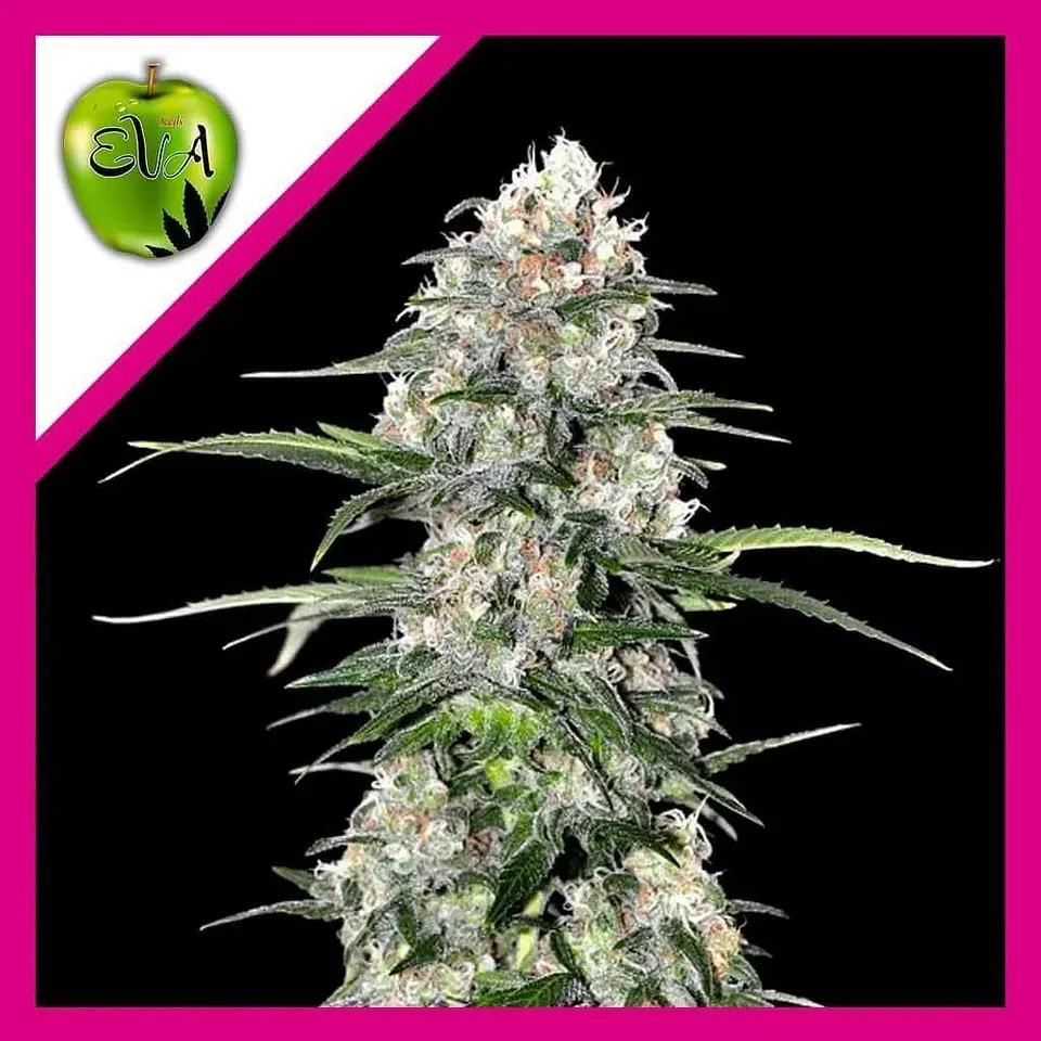 Jamaican Dream Fem - Eva Seeds (X100/X3+1) 2