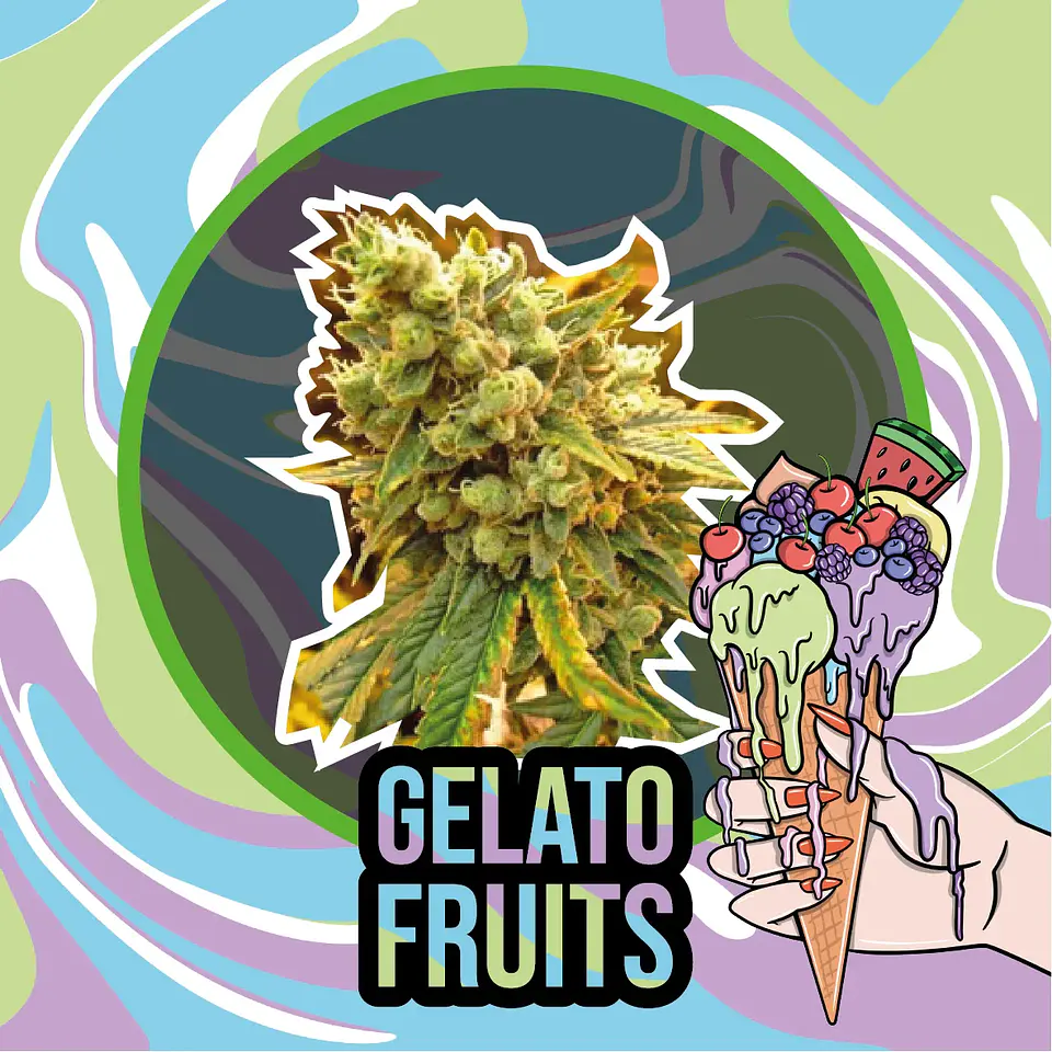 Gelato Fruits Auto -Delirium Seeds (X2/X1) 3