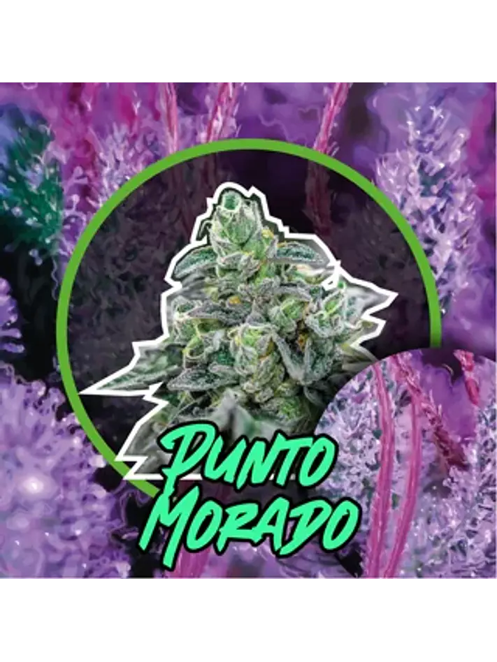 Punto Morado Fast Version -Delirium Seeds (X100/X4/X2/X1) 6