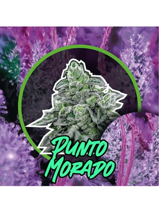 Punto Morado Fast Version X100-Delirium Seeds 5