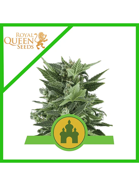 Royal Kush Auto -Royal Queen Seeds (X100/X10/X3/X1) 2