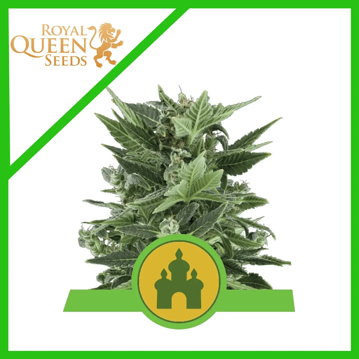 Royal Kush Auto -Royal Queen Seeds (X100/X10/X3/X1) 2