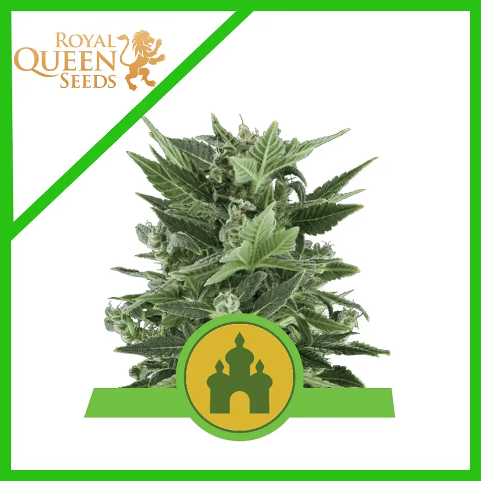 Royal Kush Auto -Royal Queen Seeds (X100/X10/X3/X1) 2