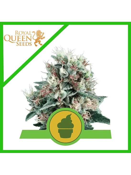 Royal Creamatic Auto X10-Royal Queen 3