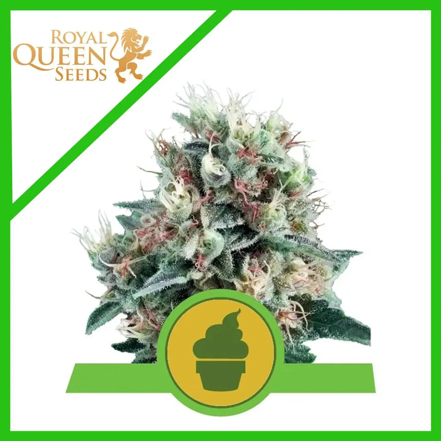 Royal Creamatic Auto -Royal Queen (X10/X3/X1) 2
