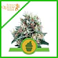 Royal Creamatic Auto -Royal Queen (X10/X3/X1) - Miniatura 2