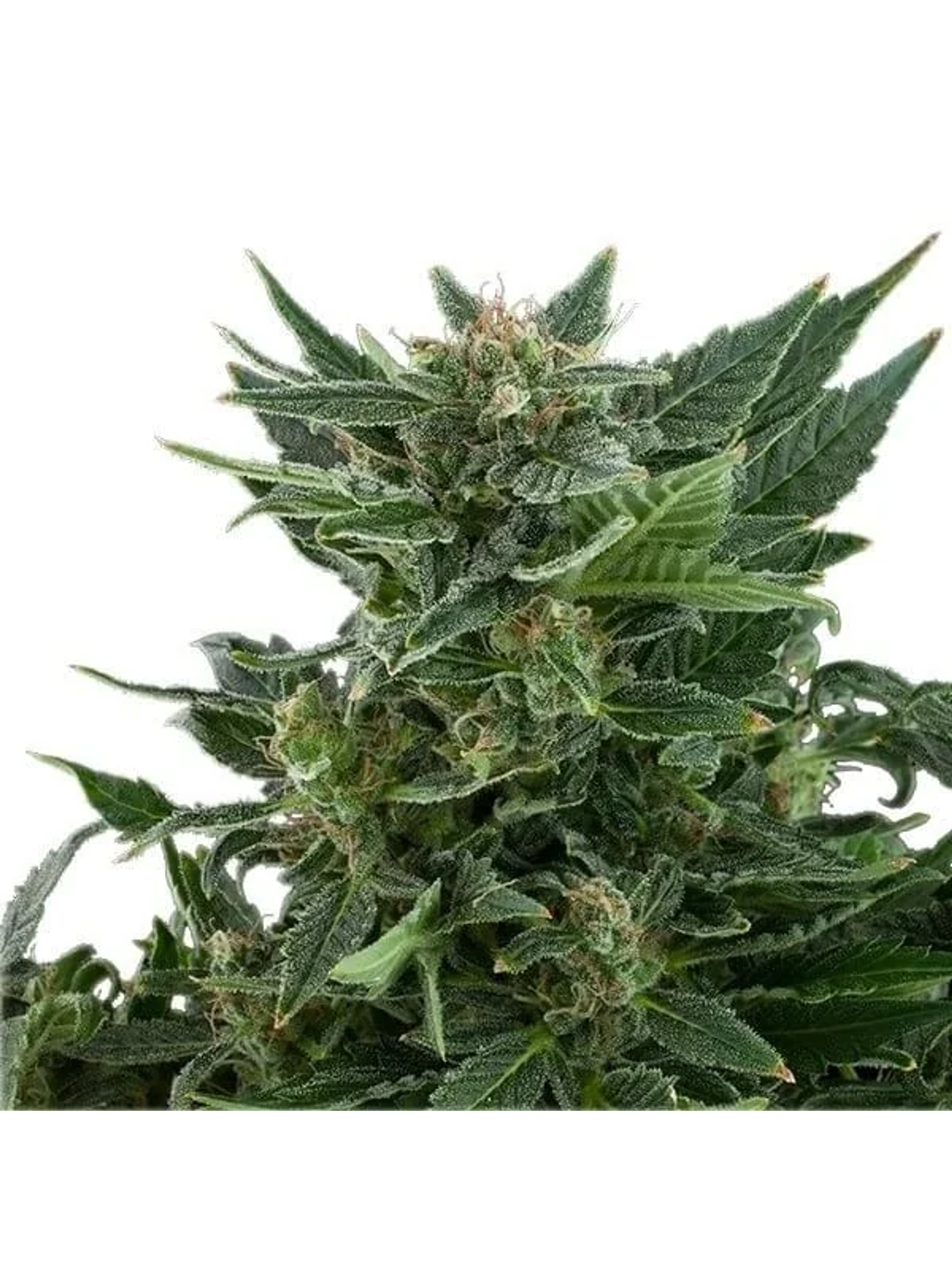 Royal Kush Auto -Royal Queen Seeds (X100/X10/X3/X1) 6