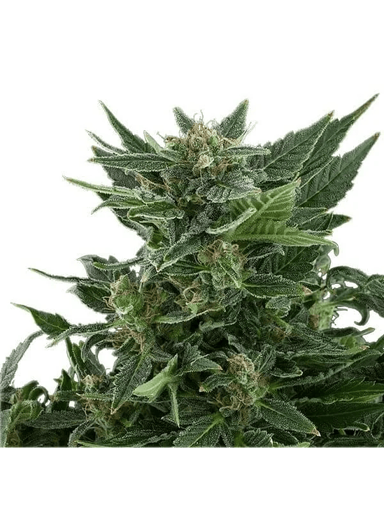 Royal Kush Auto -Royal Queen Seeds (X100/X10/X3/X1) 6