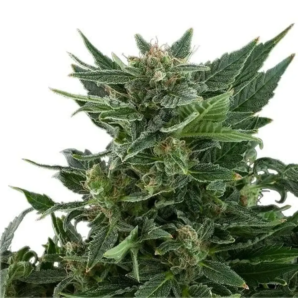 Royal Kush Auto -Royal Queen Seeds (X100/X10/X3/X1) 6