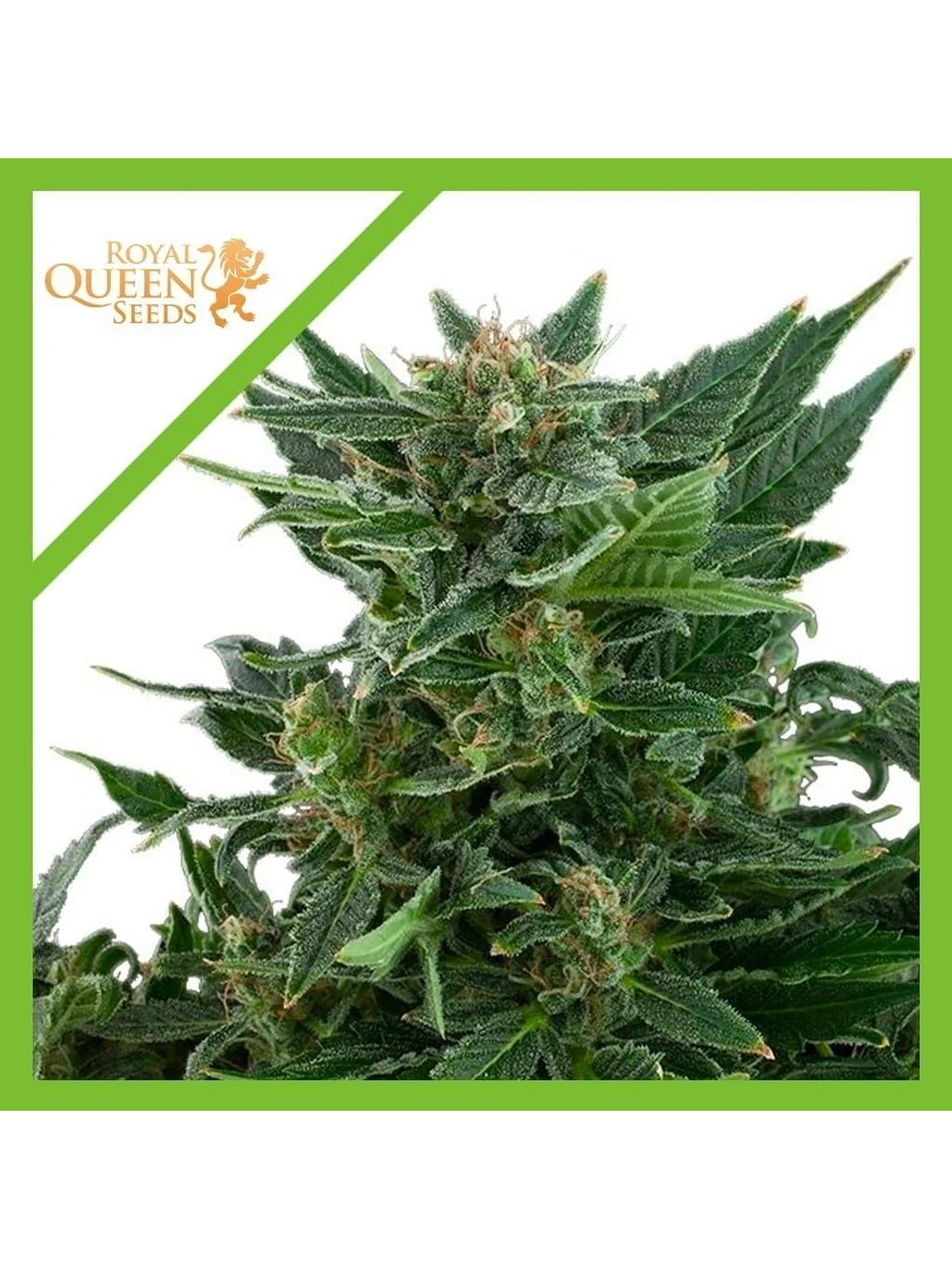 Royal Kush Auto -Royal Queen Seeds (X100/X10/X3/X1) 7