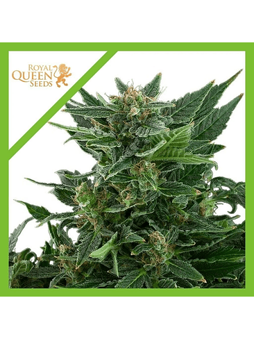 Royal Kush Auto -Royal Queen Seeds (X100/X10/X3/X1) 7