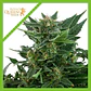 Royal Kush Auto -Royal Queen Seeds (X100/X10/X3/X1) - Miniatura 7