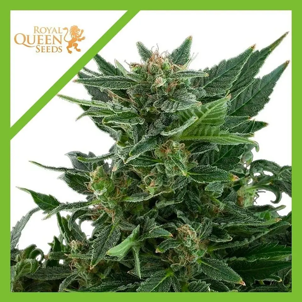 Royal Kush Auto -Royal Queen Seeds (X100/X10/X3/X1) 7