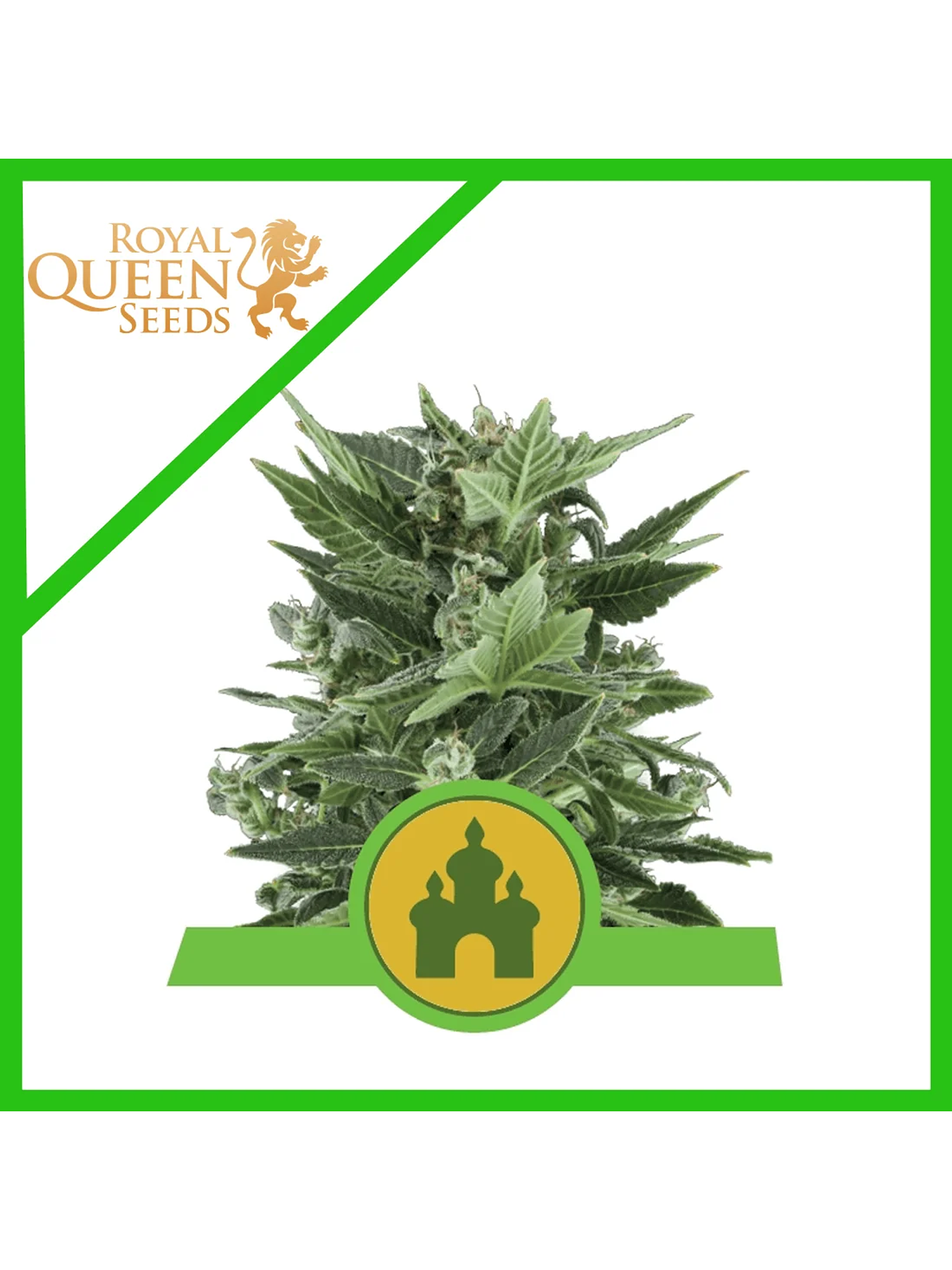 Royal Kush Auto -Royal Queen Seeds (X100/X10/X3/X1) 3