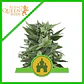 Royal Kush Auto -Royal Queen Seeds (X100/X10/X3/X1) - Miniatura 3