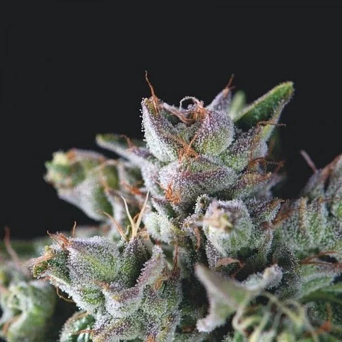 Gorila Fem -Pyramid Seeds (X5+2/X3+1/X1)