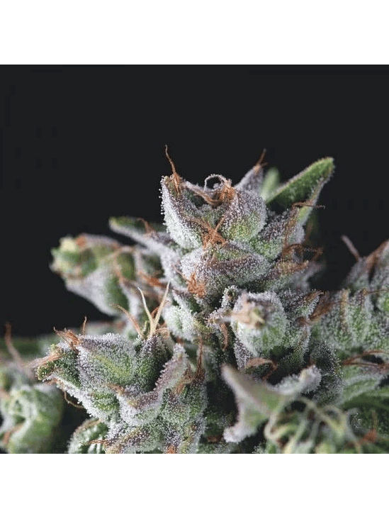 Gorila  Fem X5+2-Pyramid Seeds 2