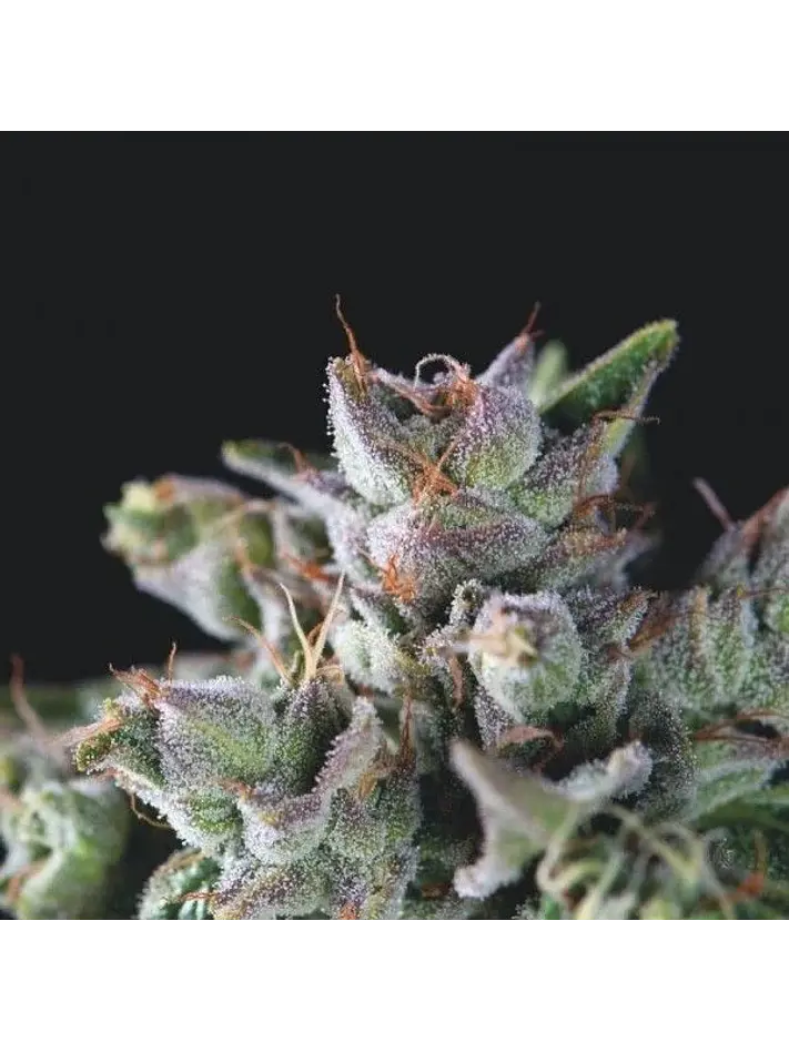 Gorila Fem -Pyramid Seeds (X5+2/X3+1/X1) 2
