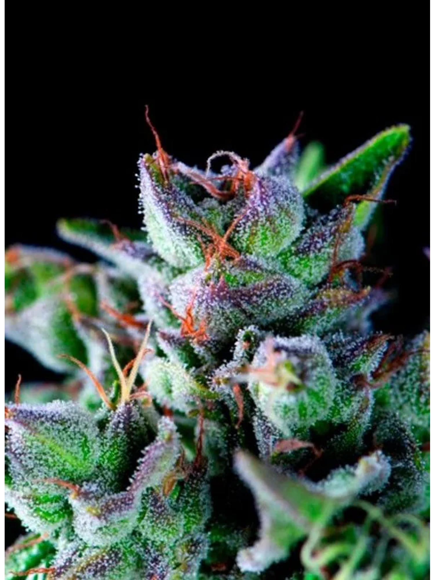 Gorila Fem -Pyramid Seeds (X5+2/X3+1/X1) 4