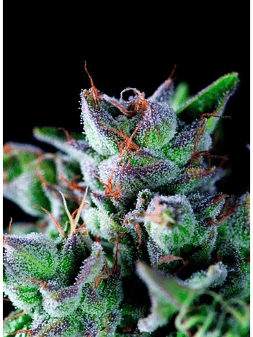 Gorila  Fem X5+2-Pyramid Seeds 4