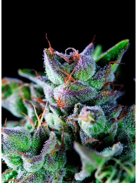 Gorila Fem -Pyramid Seeds (X5+2/X3+1/X1) 4