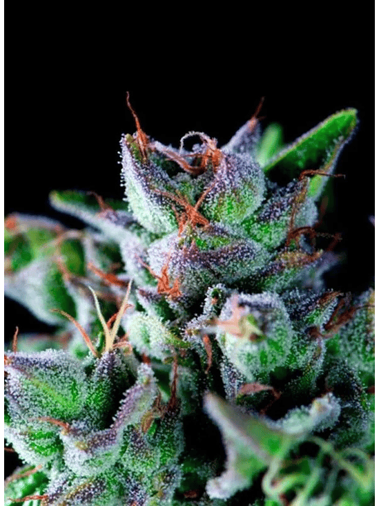 Gorila  Fem X5+2-Pyramid Seeds 4