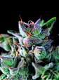 Gorila Fem -Pyramid Seeds (X5+2/X3+1/X1) - Miniatura 4