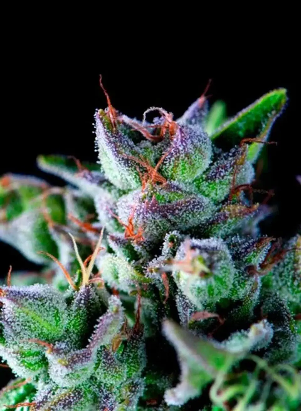 Gorila Fem -Pyramid Seeds (X5+2/X3+1/X1) 4
