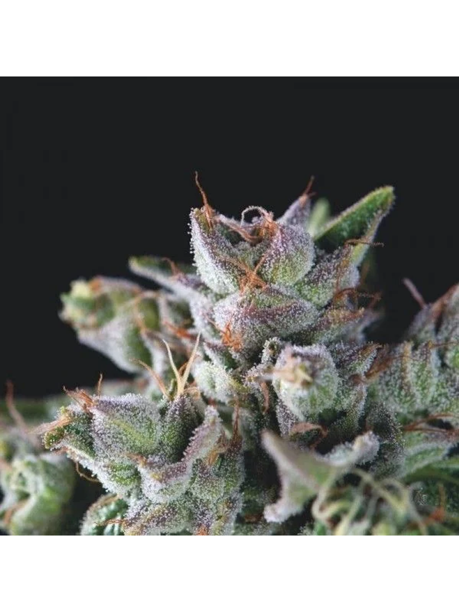 Gorila Fem -Pyramid Seeds (X5+2/X3+1/X1) 3