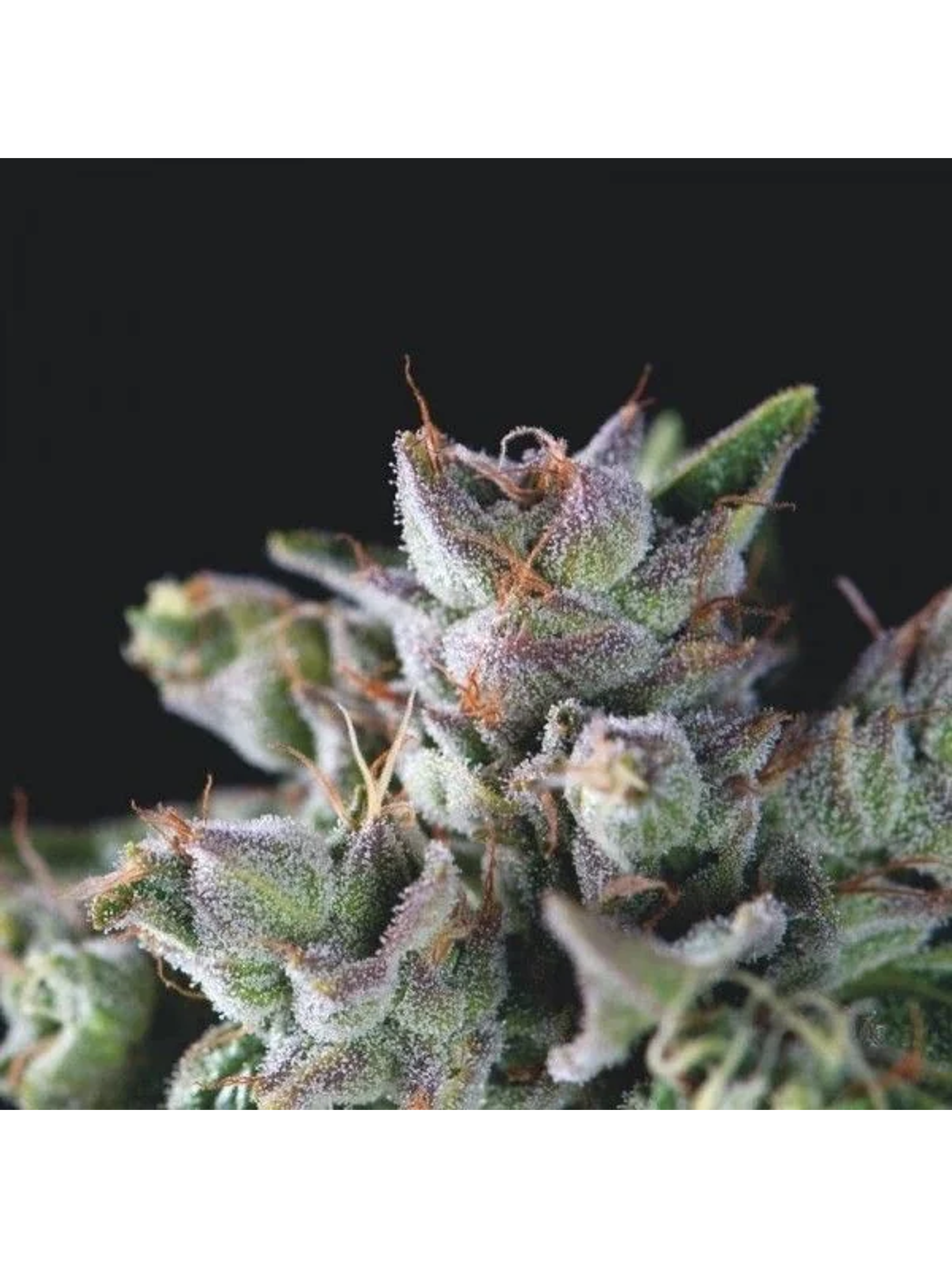 Gorila Fem -Pyramid Seeds (X5+2/X3+1/X1) 3