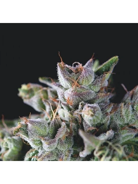 Gorila Fem -Pyramid Seeds (X5+2/X3+1/X1) 3