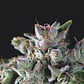 Gorila Fem -Pyramid Seeds (X5+2/X3+1/X1) - Miniatura 3