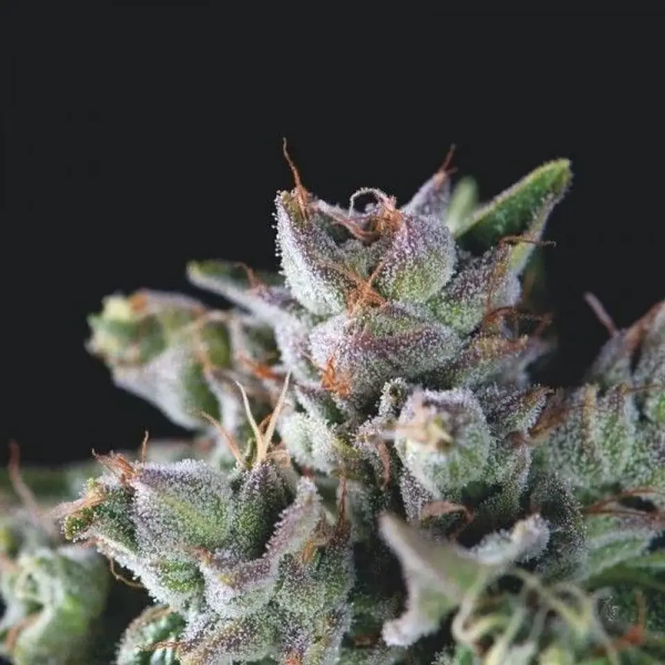 Gorila Fem -Pyramid Seeds (X5+2/X3+1/X1) 3