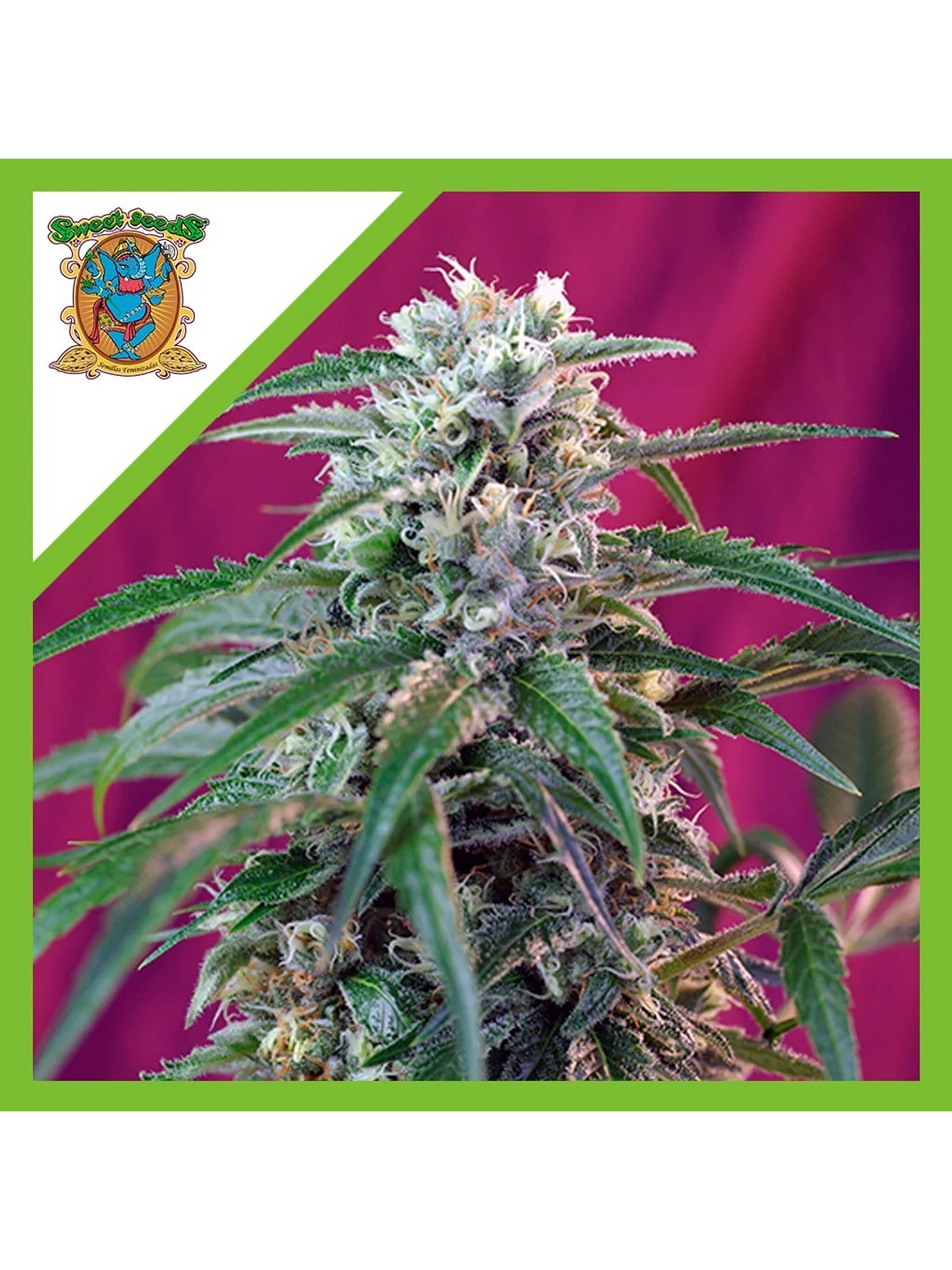 Green Poison Auto -Sweet Seeds (X100/X25/X3+1) 3