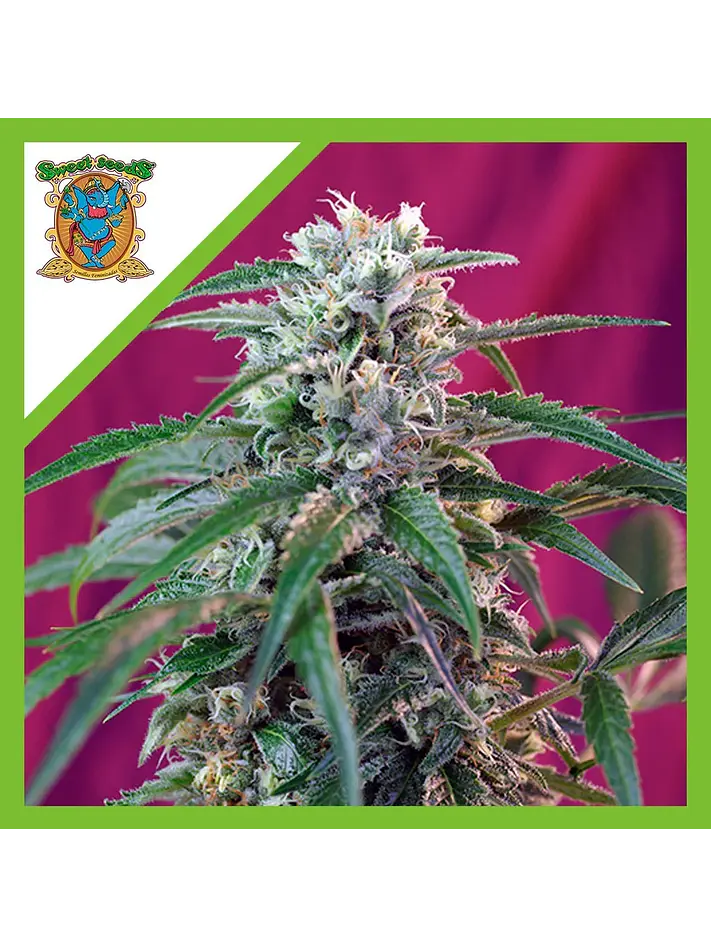Green Poison Auto -Sweet Seeds (X100/X25/X3+1) 3