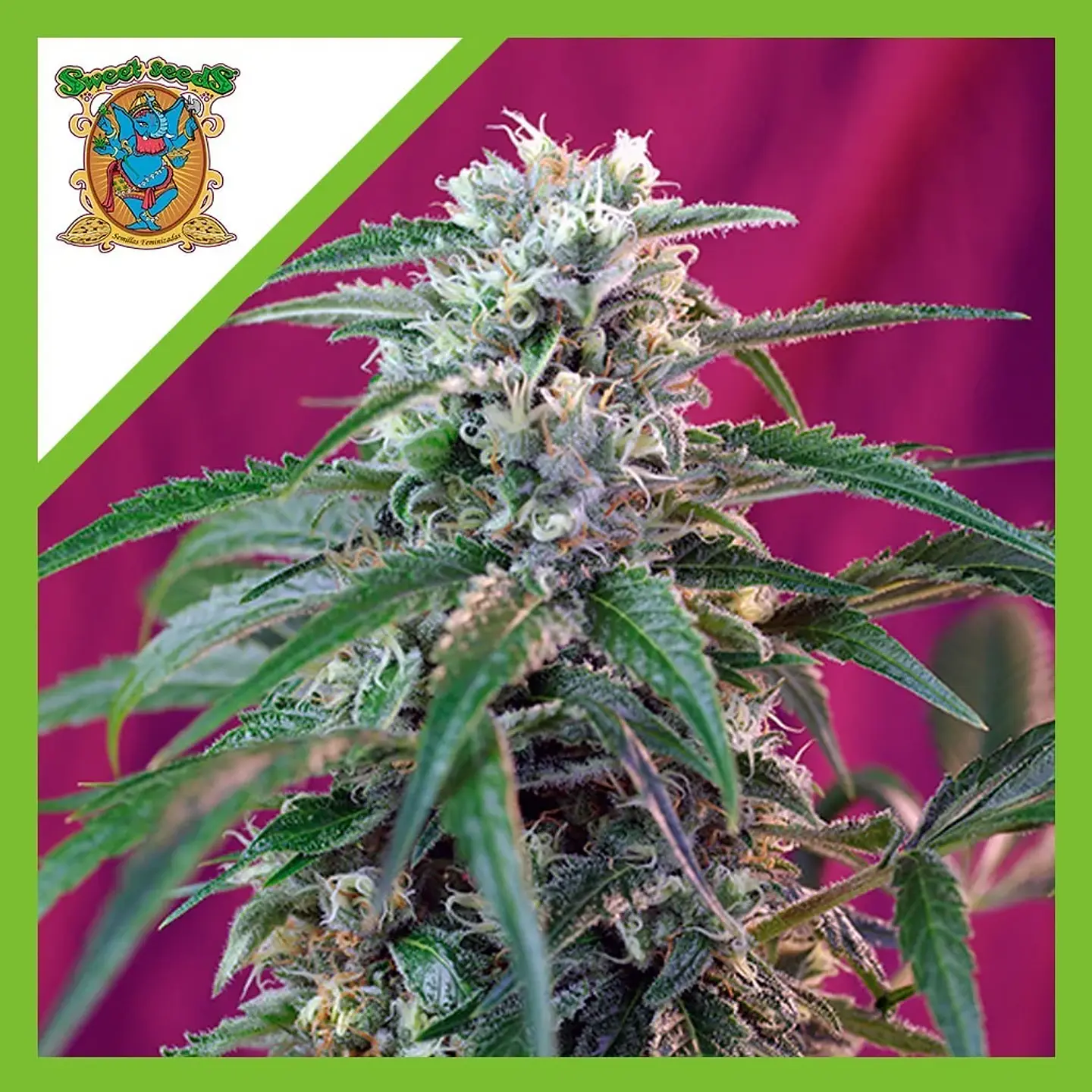 Green Poison Auto -Sweet Seeds (X100/X25/X3+1) 3