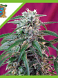 Green Poison  Auto X100-Sweet Seeds - Miniatura 3
