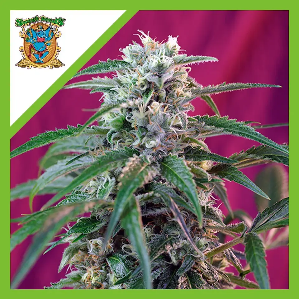Green Poison Auto -Sweet Seeds (X100/X25/X3+1) 3