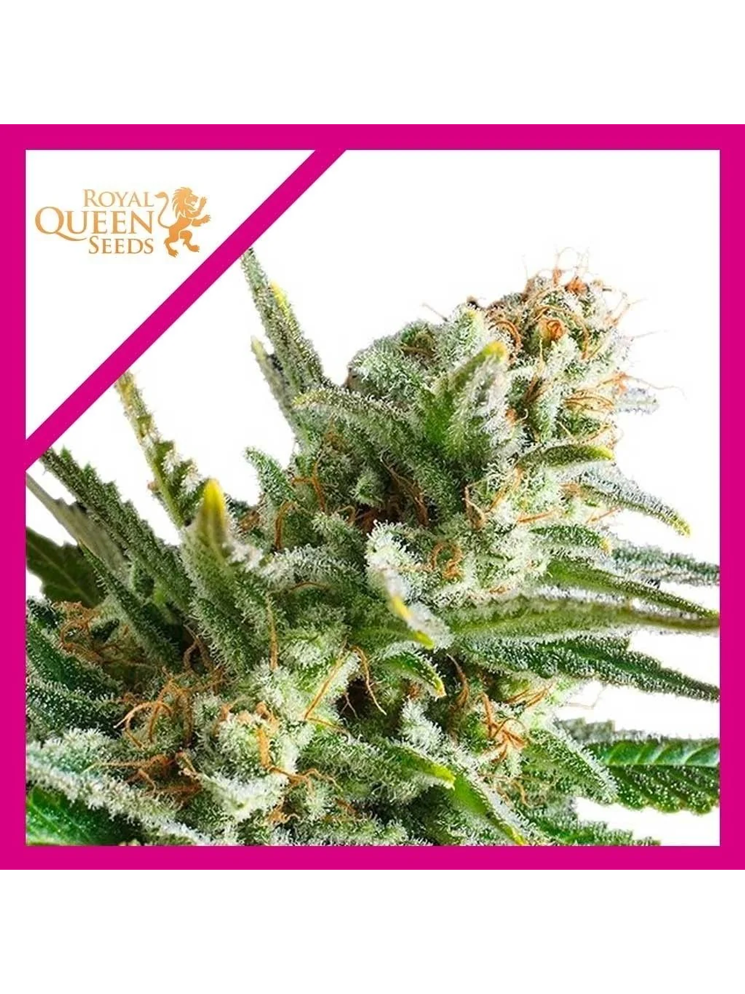 Amnesia Haze Fem -Royal Queen Seeds (X100/X3) 2